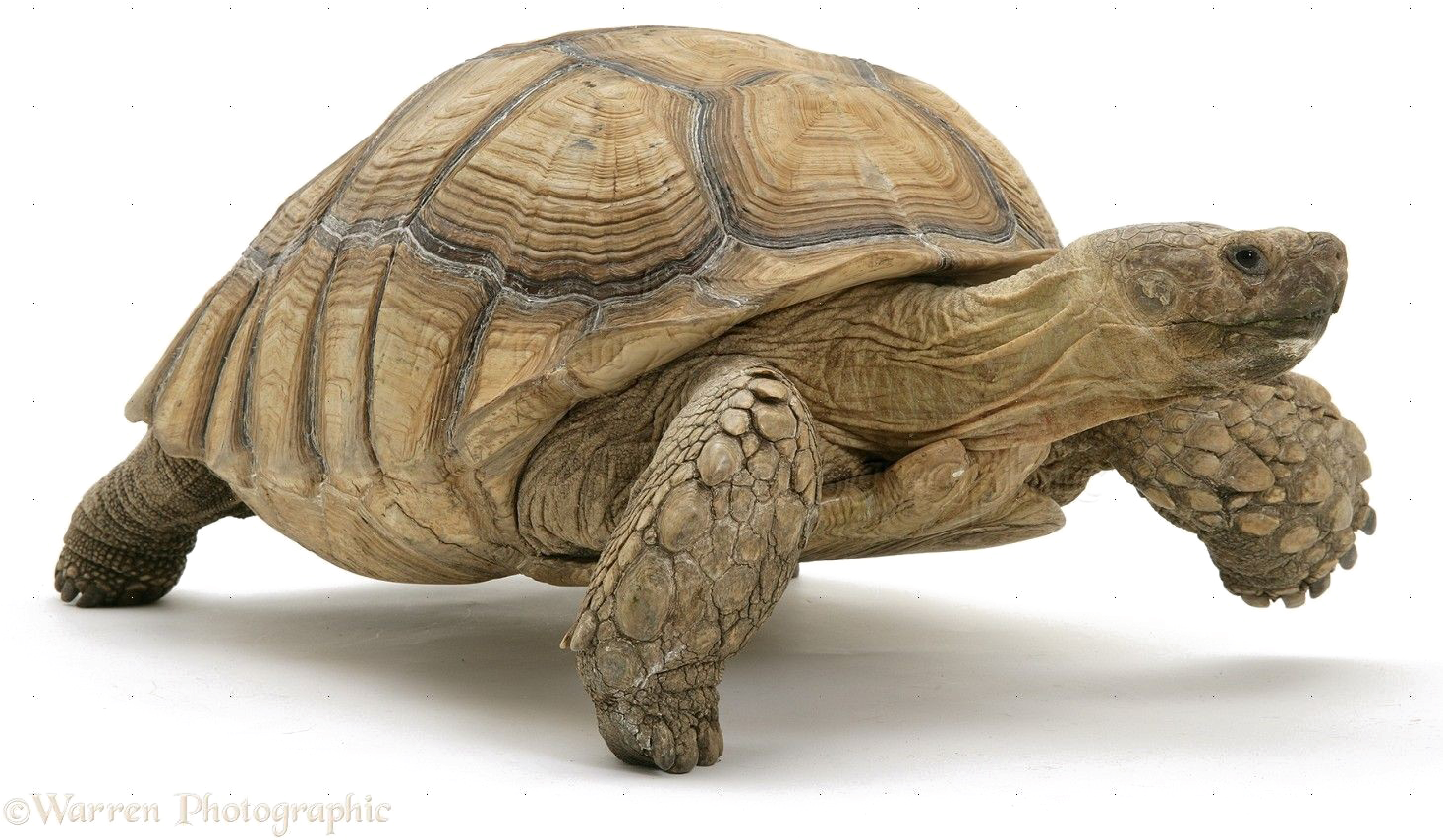 Tortoise Png Image - Zarkon Is A Turtle (1467x894), Png Download