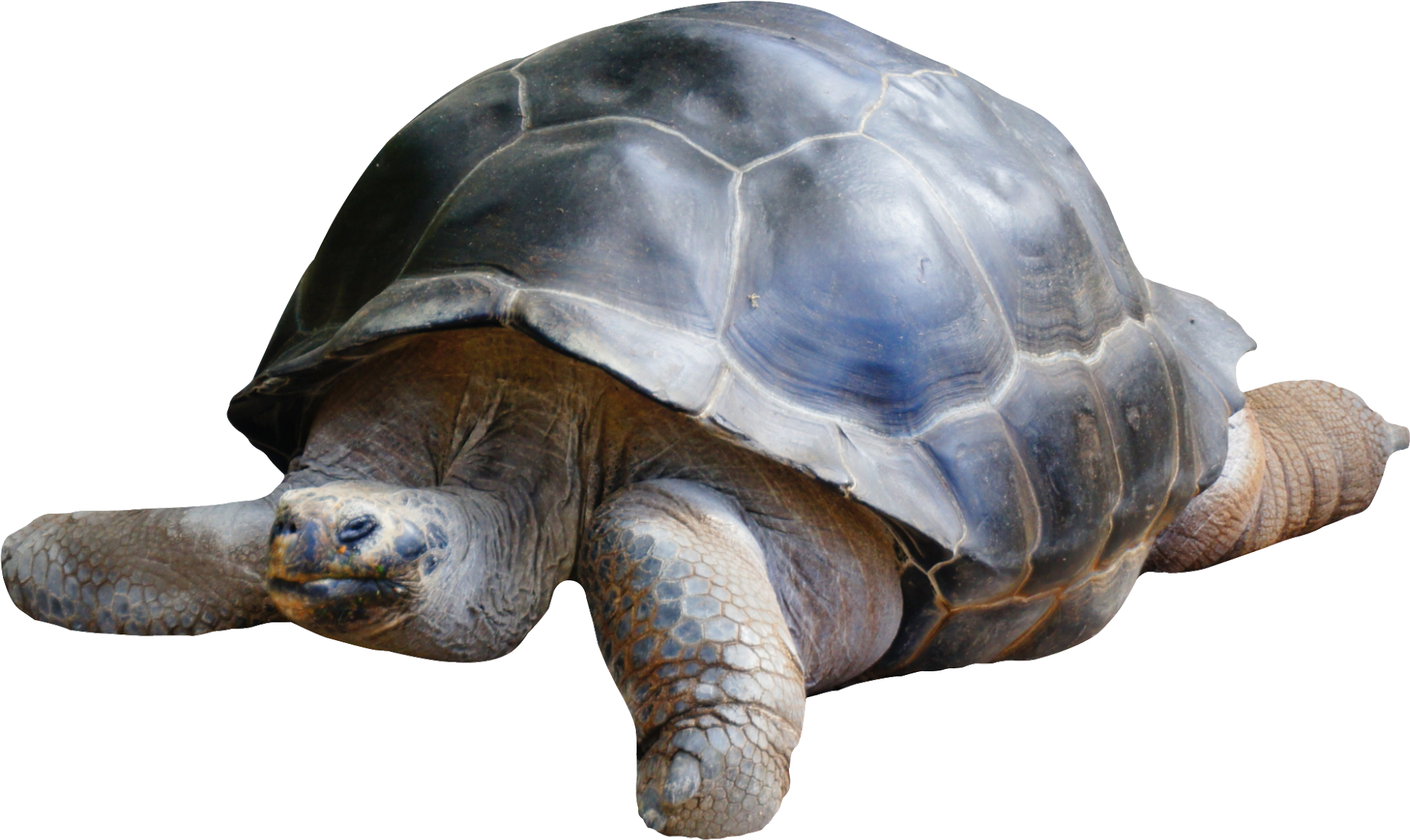 Best Tortoise Png - Tortoise Png (850x522), Png Download