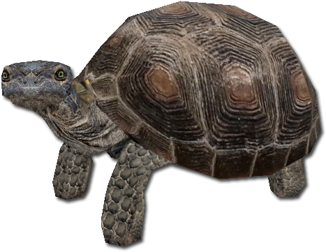 Desert Tortoise - Desert Tortoise Png (475x475), Png Download