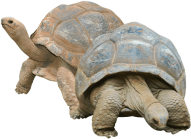 Two Tortoises - Desert Tortoise Transparent Background (400x400), Png Download