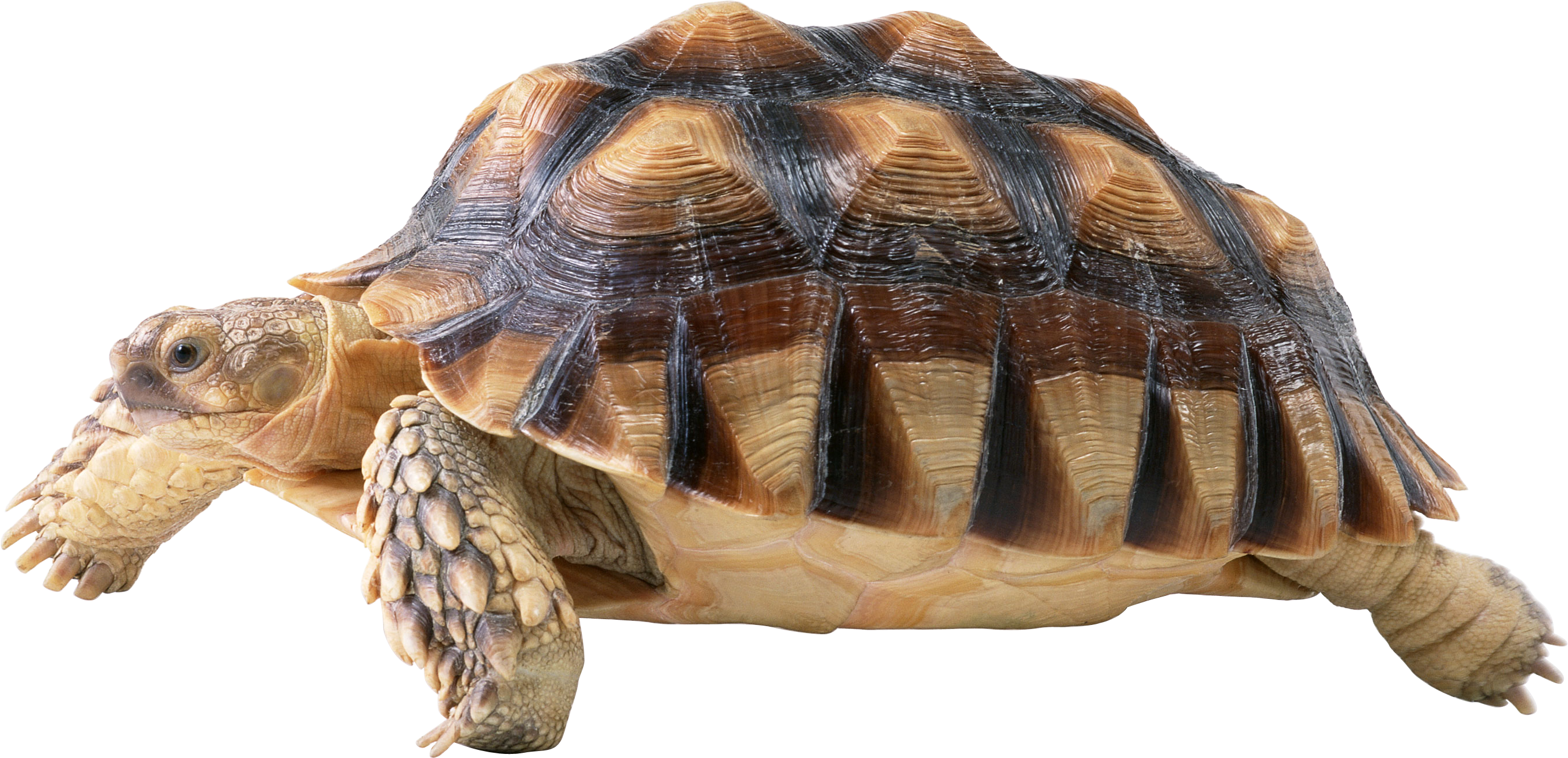 Turtle Png - Tortue Png (2700x1305), Png Download