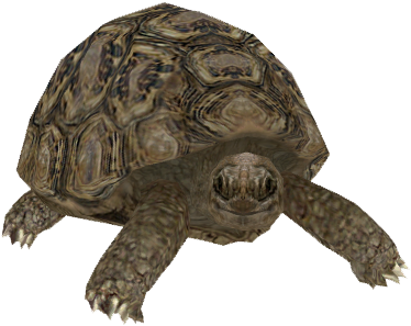 Leopard Tortoise (443x387), Png Download