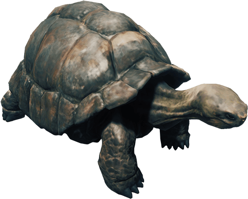 Forest Turtle Png (500x500), Png Download