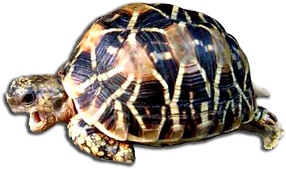 Indian Star Tortoise Png (450x276), Png Download