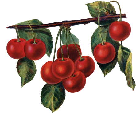 Vine Cherries 2017 11 212017 11 21http - Red Cherries Tote Bag, Adult Unisex, Natural (573x437), Png Download