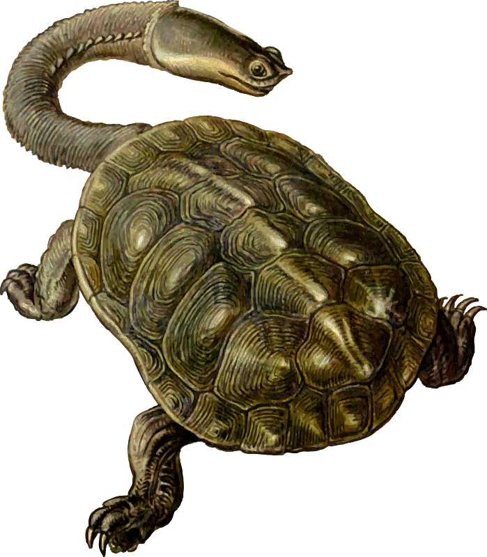Prehistoric Tortoise - Long Neck Turtle Clipart (699x800), Png Download