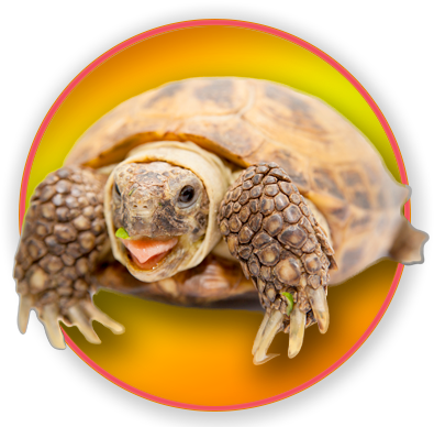 Russian Tortoise (400x400), Png Download
