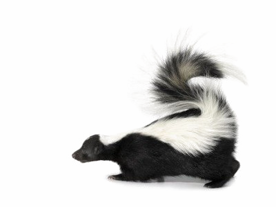 Skunk Png Pic - Side Of A Skunk (400x300), Png Download