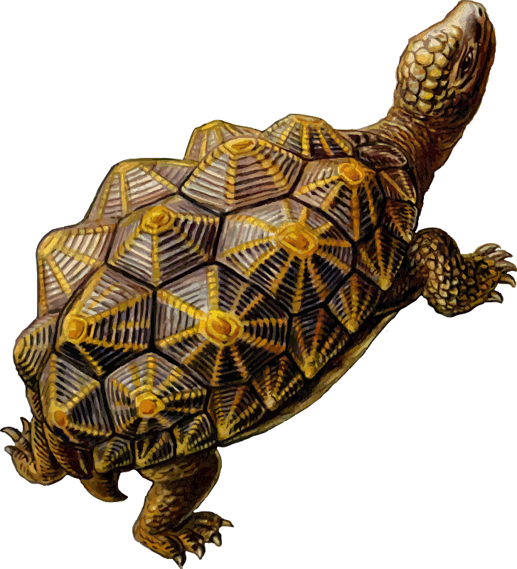 Pre Historic Turtle (727x800), Png Download