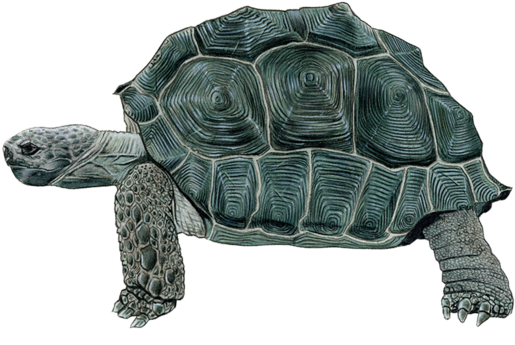 Tortoise - Tattly (690x690), Png Download
