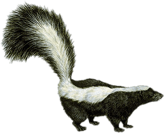 Animals - Skunks - La Mouffette (400x300), Png Download