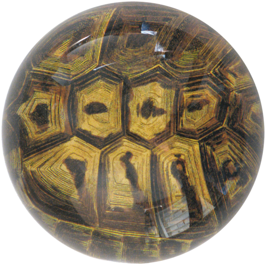 Desert Tortoise (600x600), Png Download
