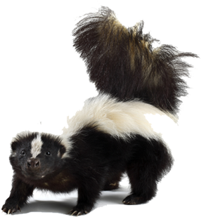 Skunk Png Picture - Skunk Png (420x315), Png Download