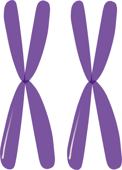 Kfc Bucket Clipart - Chromosomes Clipart (426x595), Png Download