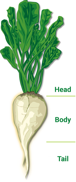 “sugar Beet” Derives Its Name From An Important Discovery - Parts Of Sugar Beet (246x591), Png Download