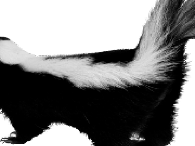 Skunk Png Transparent Images - Skunk (640x480), Png Download