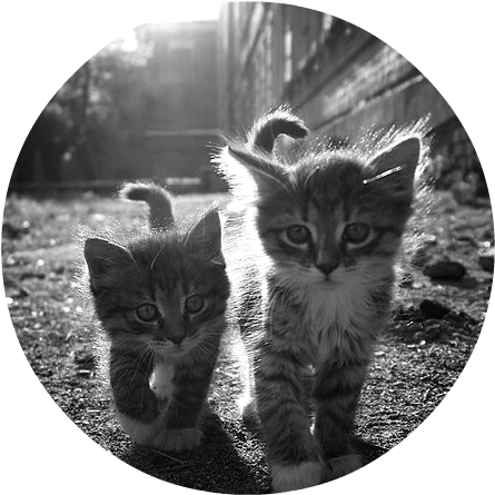 Beautiful Black And White Cat Cats Cute Favim - Cat Stainless Wrist Watch Wristwatches (500x475), Png Download