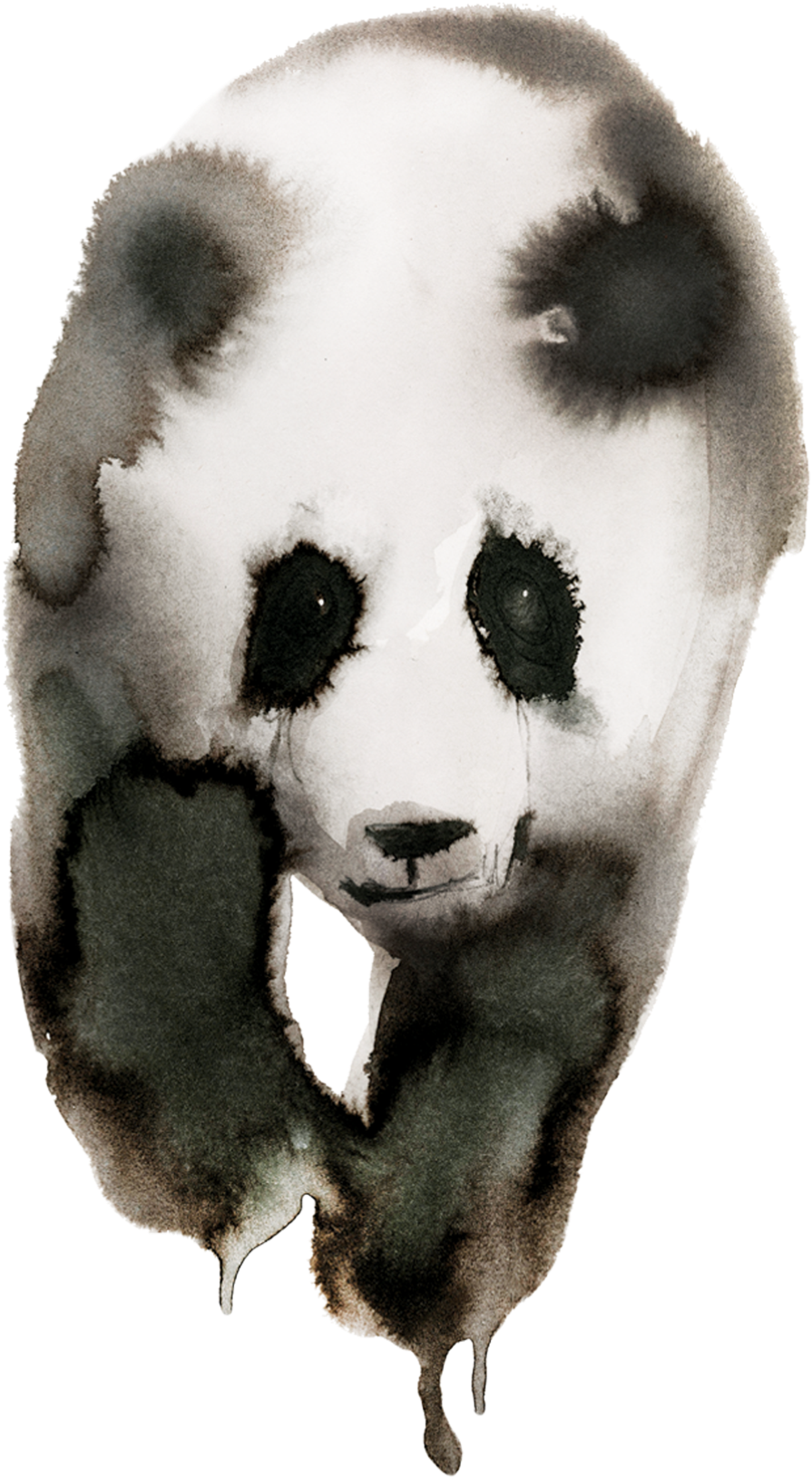 Panda (700x700), Png Download