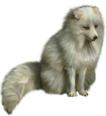 Wa-06 - Arctic Fox (369x403), Png Download
