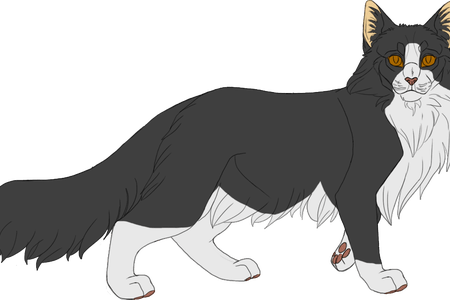 Image Black And White Download Cats Vector Seamless - Black And White Cat With Brown Eyes (450x300), Png Download