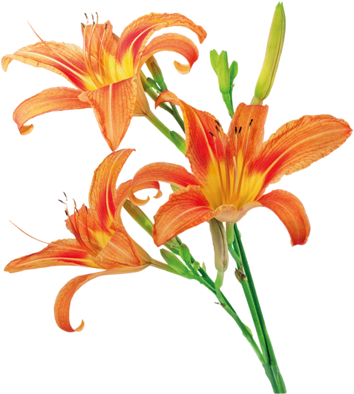 Яндекс - Фотки - Lily (533x800), Png Download