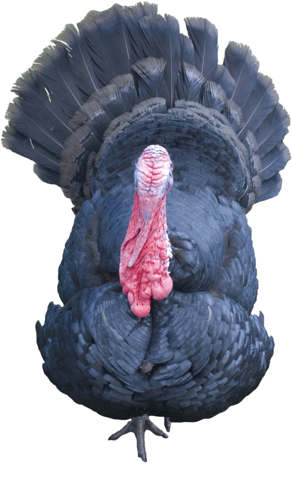 Free Icons Png - Portable Network Graphics (798x1001), Png Download