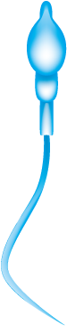 Sperm Togopic - Wikimedia Commons (500x375), Png Download