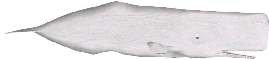 Sperm Whale Variants 3 - Wood (861x861), Png Download