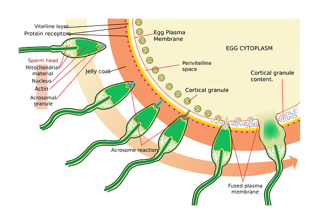 Science, Diagram, Egg, Medical, Biology, Sperm - Reaccion Acrosomal (640x450), Png Download