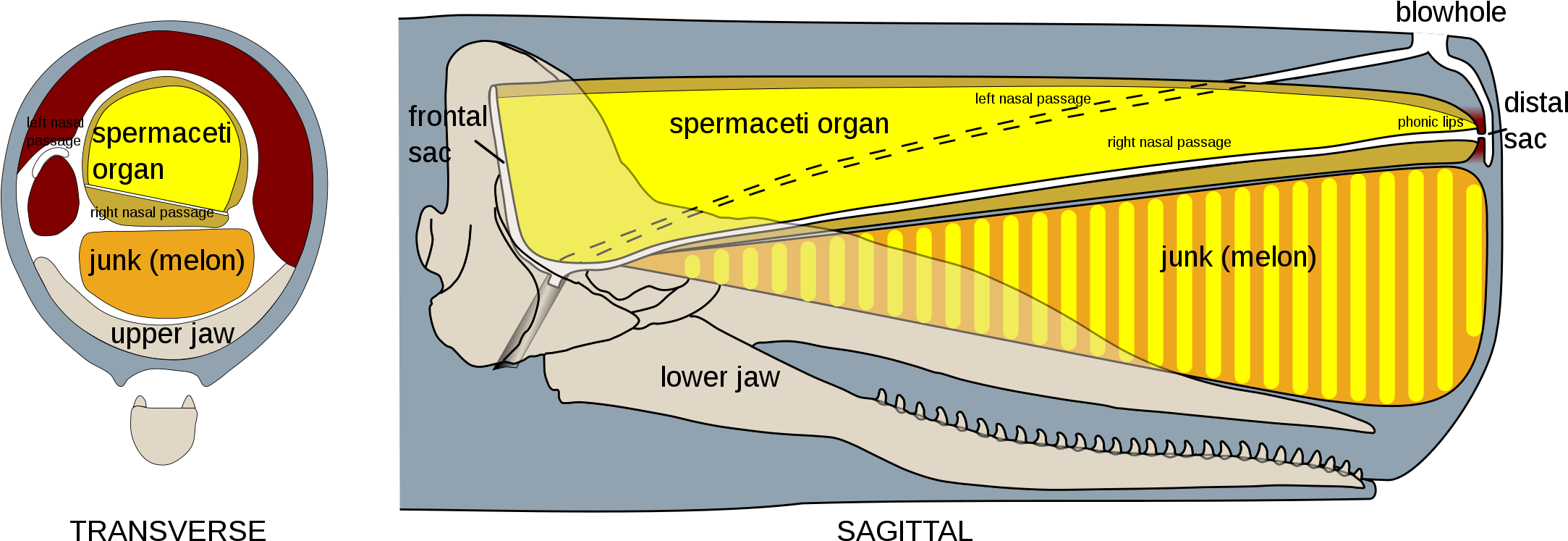 Sperm Whale Head Anatomy - Sperm Whale Oil (2173x781), Png Download