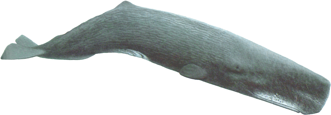 Sperm Whale Flippers (1115x401), Png Download