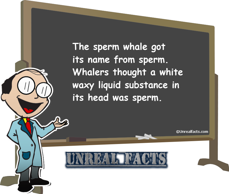 Sperm Whale Got Its Name From - Everyone Starts Out As An Asshole (800x679), Png Download