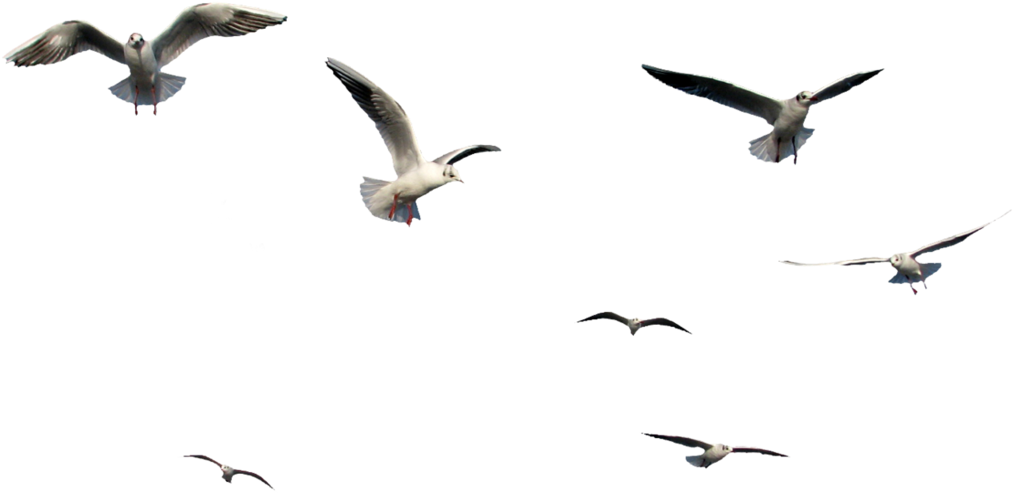 Birds Flying Png Bird Png Images Vectors And Psd Files - Flying Bird Bird Png (1024x497), Png Download