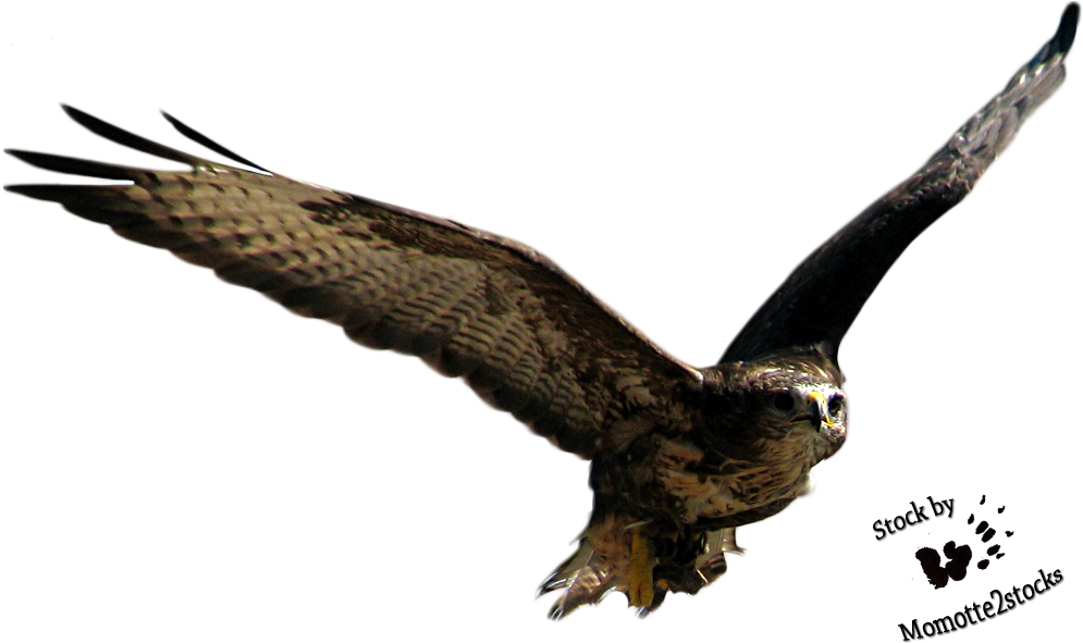 Flying Bird Png Free Download - Bird Png Hd (994x598), Png Download