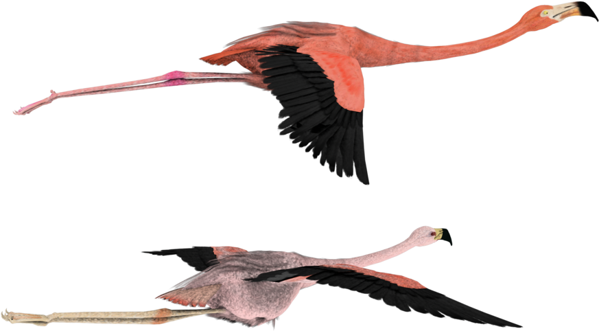 That Way Pink Flamingos By Madetobeunique On - Transparent Background Flying Flamingo Png (600x480), Png Download