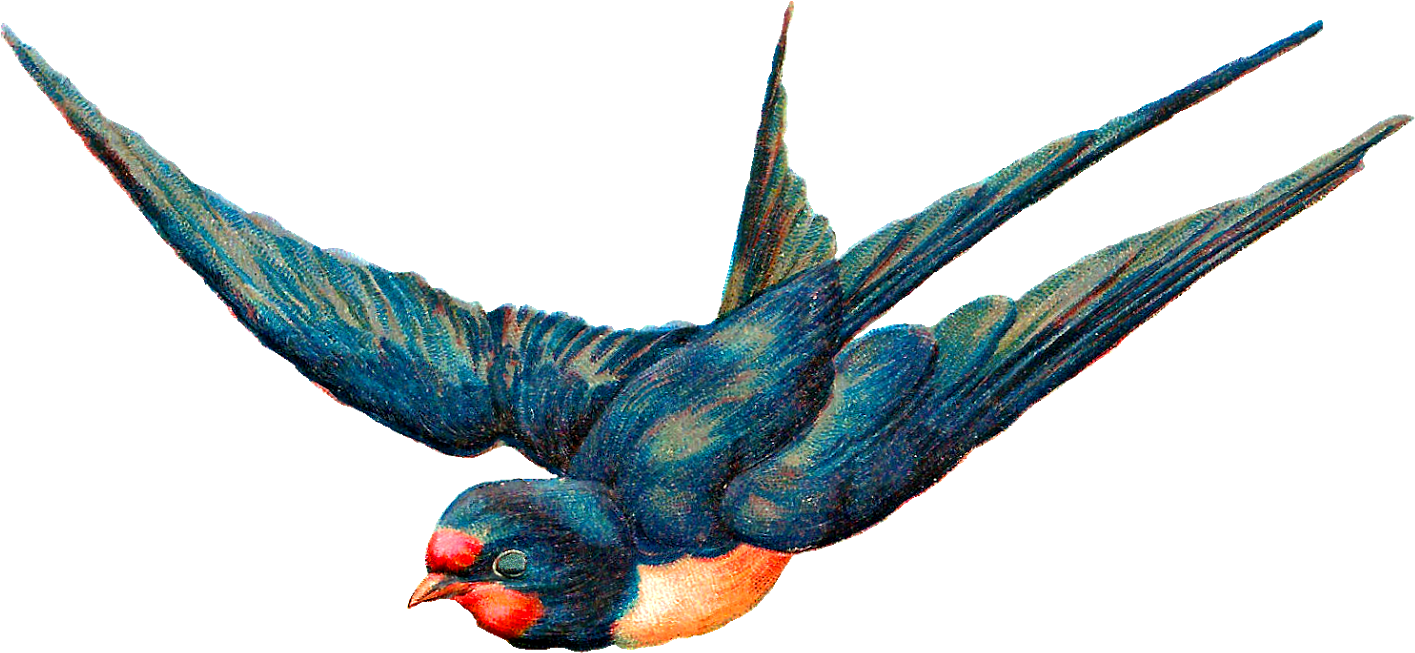 Antique Images Free Digital Blue Bird In Flight Animal - Antique Illustration Bird Free (1600x818), Png Download
