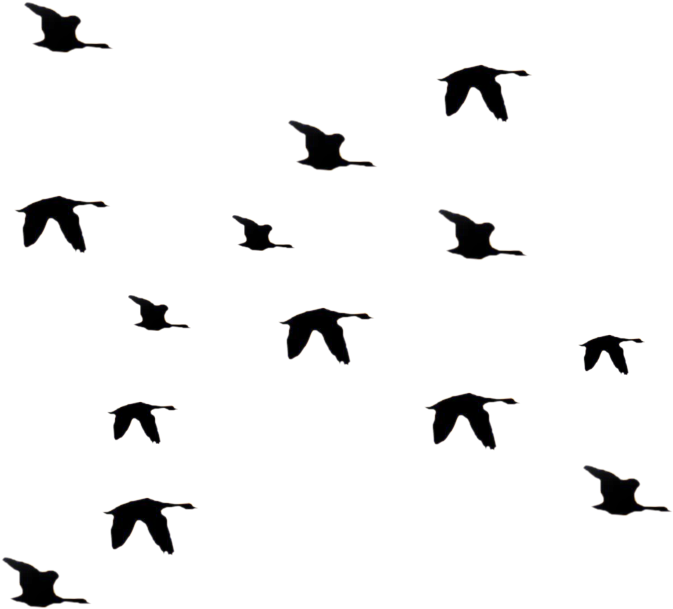 Bird Fly Png - Openclipart (823x732), Png Download