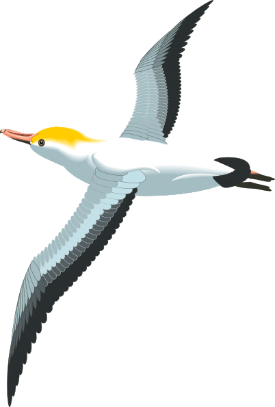 Flying Sea Gull Clip Art At Clker - Seagull Clipart Png (402x595), Png Download