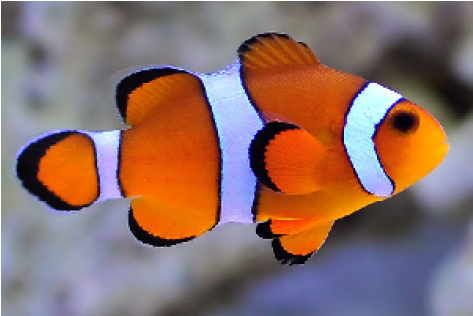 Peixes Lindos De Aquario (600x315), Png Download