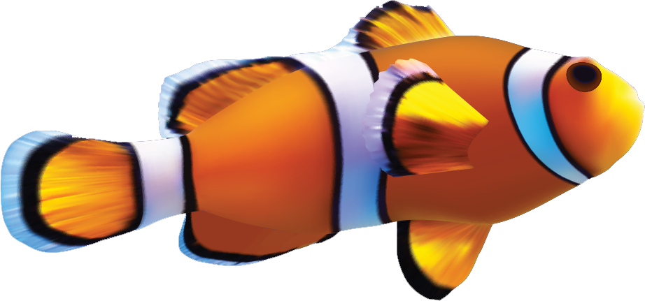 Close - Marine Aquarium Fishes Png (922x431), Png Download