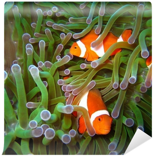 Clownfish (400x400), Png Download