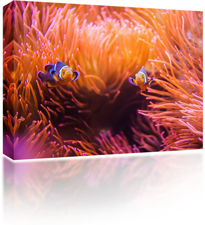Little Clown Fish - Coral Reef (1024x1024), Png Download