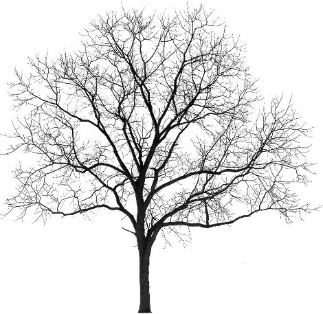 Tubes Arbres / Arbustes / Feuillages - Winter Tree Silhouette Png (470x457), Png Download