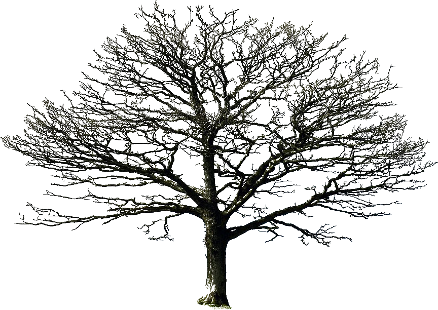 Pine Tree Clipart Bare - White Oak Tree Silhouette (864x612), Png Download