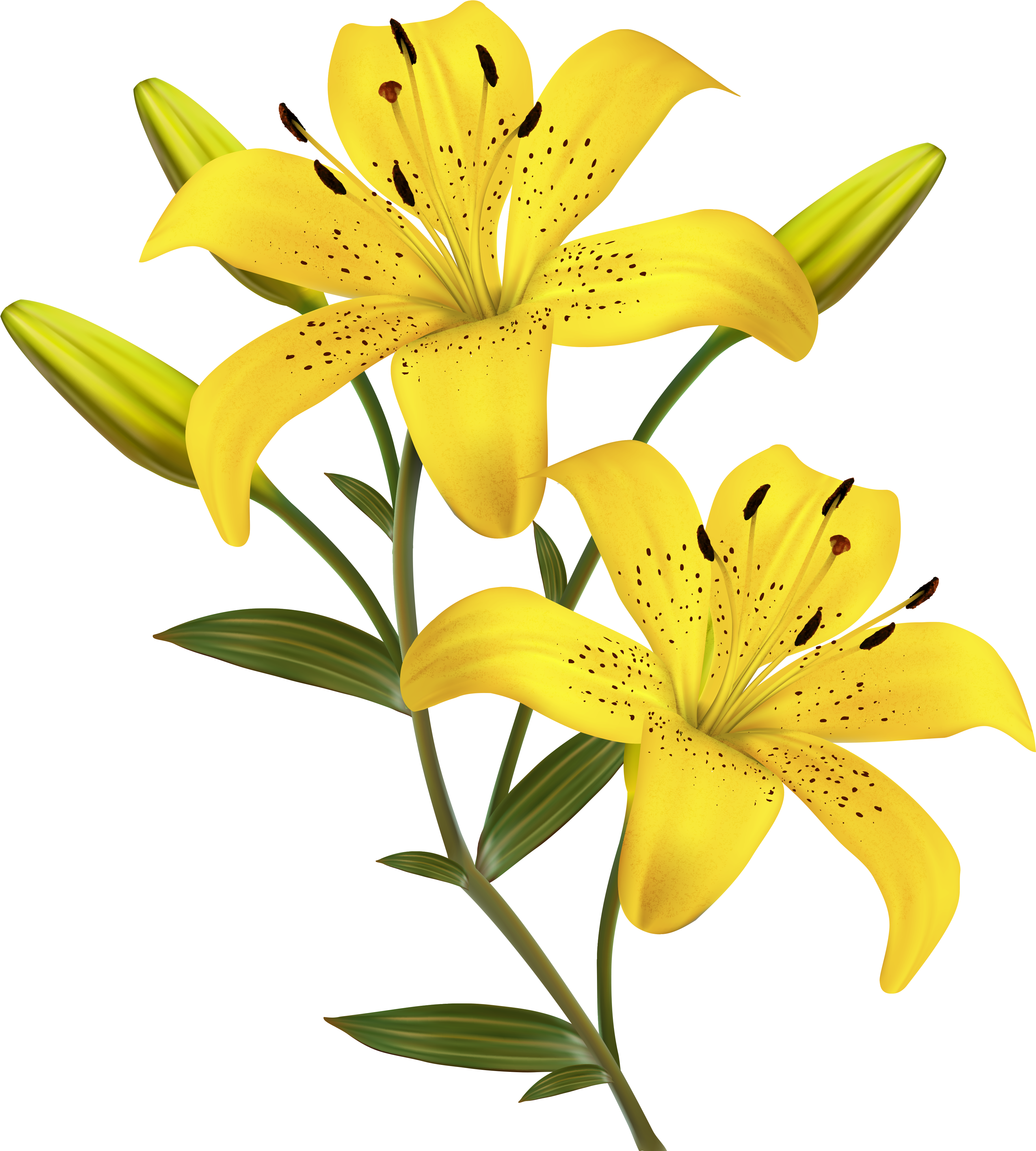 Yellow Lilies Png Clipart Image Stop By My Etsy Shop - Yellow Lily Flower Png (549x600), Png Download
