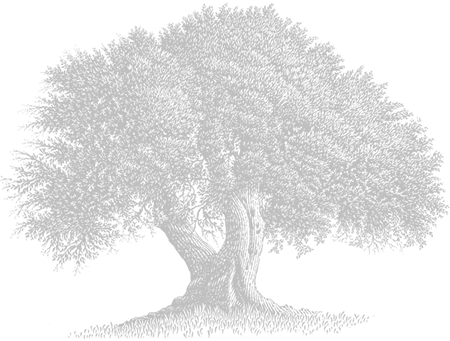 Our Olive Tree Grove - Olive Tree Black And White (450x341), Png Download