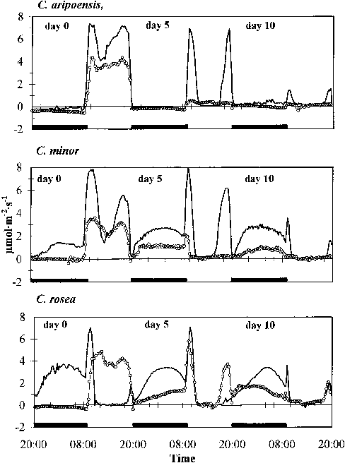 Rates Of Net Co 2 Assimilation In Young And Mature - Diagram (488x656), Png Download