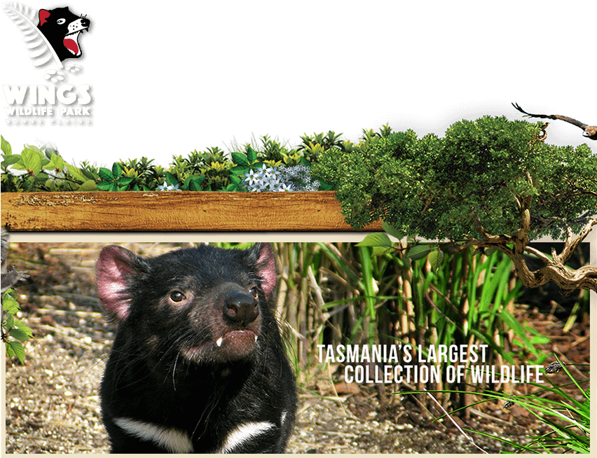 Tickets For Wings Wildlife Park - Wings Wildlife Park (851x670), Png Download