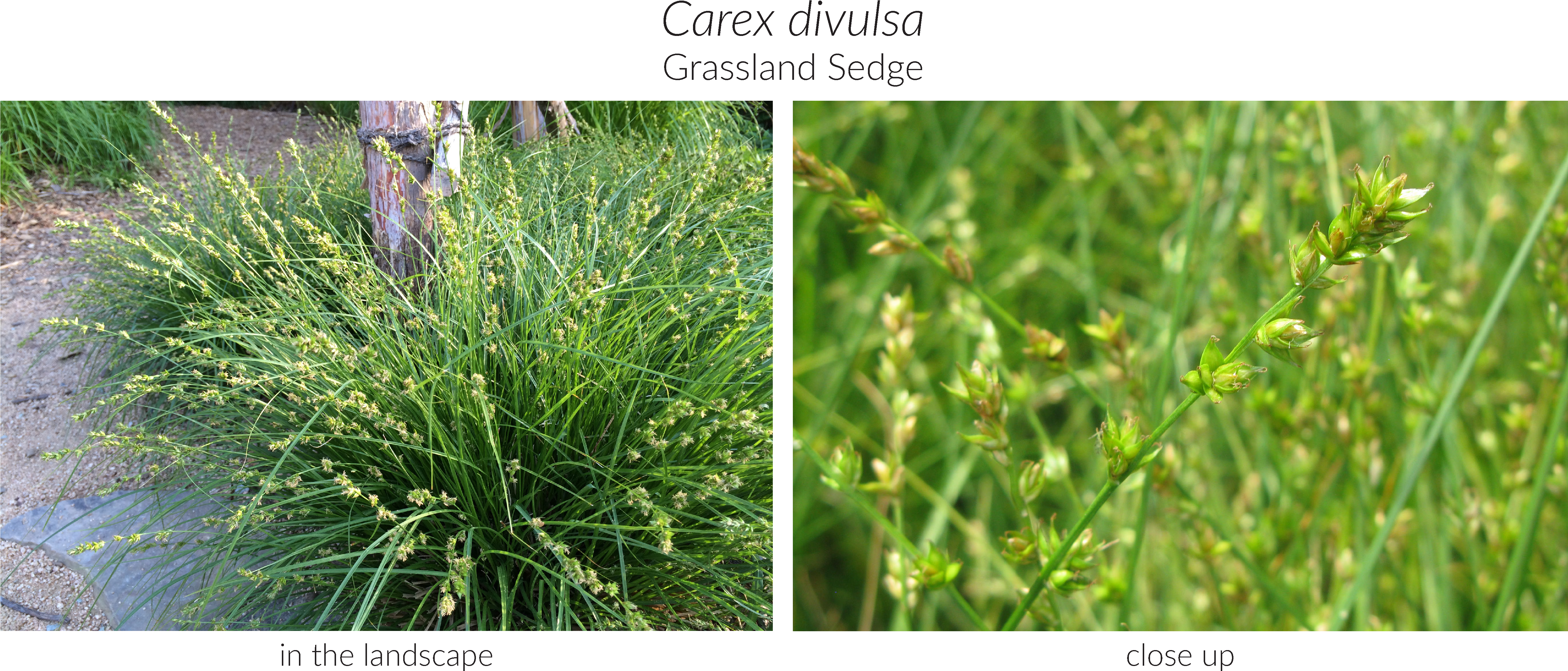 Click Here To See Our Full Carex Collection And Here (5327x2310), Png Download