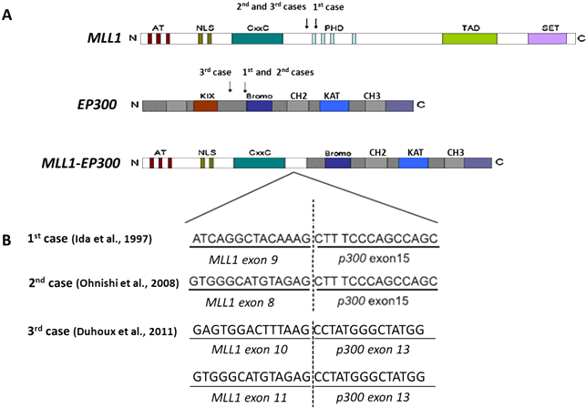 All Chimeric Proteins Retain Almost The Same Part Of - P300 Gene (662x466), Png Download